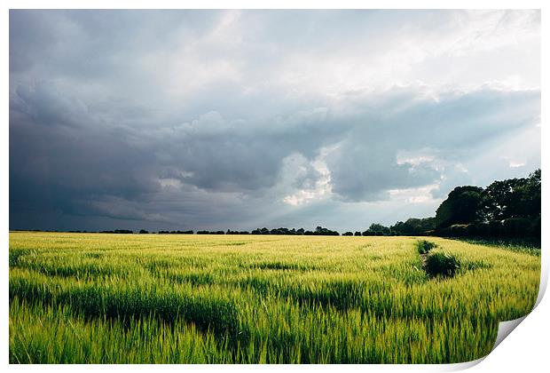 Field of barley against a stormy evening sky. Print by Liam Grant