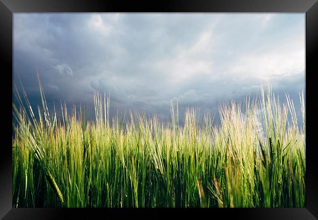 Field of barley against a stormy evening sky. Framed Print by Liam Grant