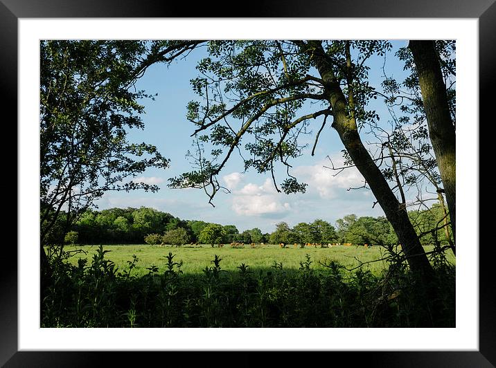 Cattle grazing in evening light. Framed Mounted Print by Liam Grant