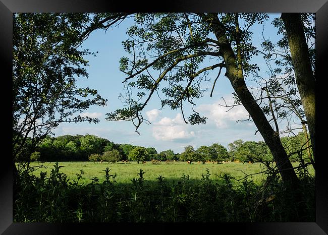 Cattle grazing in evening light. Framed Print by Liam Grant