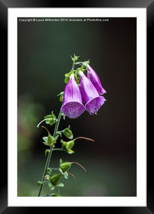 Foxglove Framed Mounted Print by Laura Witherden