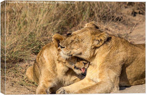 Lioness being groomed by her cub Canvas Print by colin chalkley