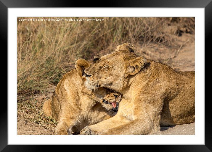 Lioness being groomed by her cub Framed Mounted Print by colin chalkley