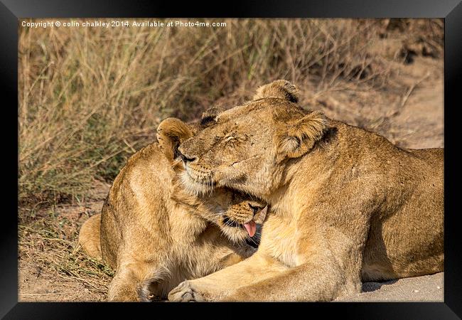 Lioness being groomed by her cub Framed Print by colin chalkley