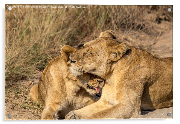 Lioness being groomed by her cub Acrylic by colin chalkley