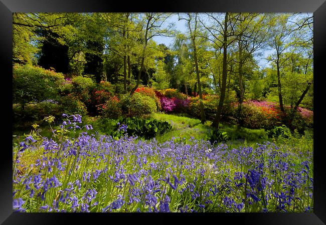 Bluebell and Azalea Woodland Scene Framed Print by andy myatt