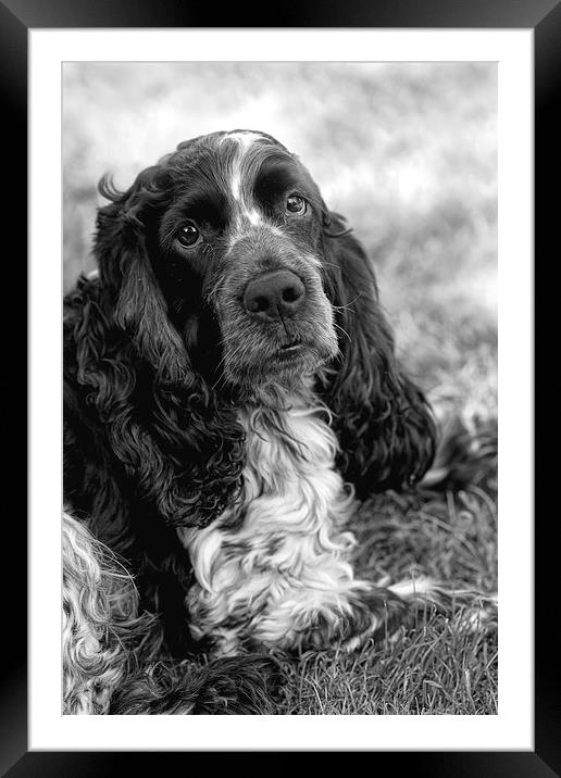 Cocker Spaniel Framed Mounted Print by Val Saxby LRPS