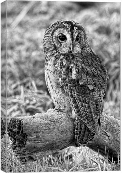 Tawny Owl Canvas Print by Val Saxby LRPS