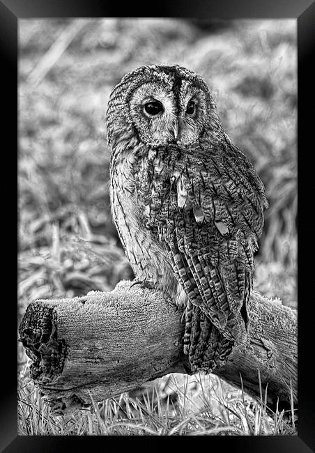 Tawny Owl Framed Print by Val Saxby LRPS