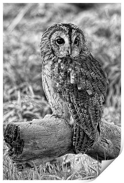 Tawny Owl Print by Val Saxby LRPS