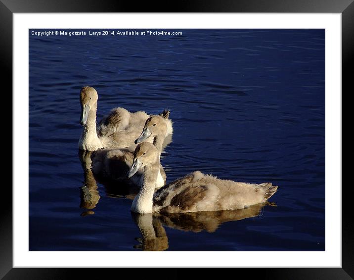 Three Young swans Framed Mounted Print by Malgorzata Larys