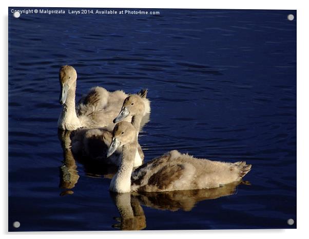 Three Young swans Acrylic by Malgorzata Larys