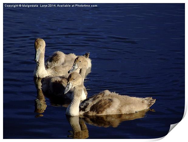 Three Young swans Print by Malgorzata Larys