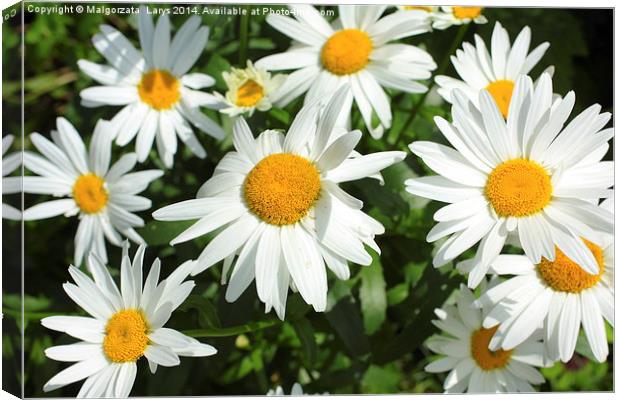 Beautiful marguerite flowers Canvas Print by Malgorzata Larys