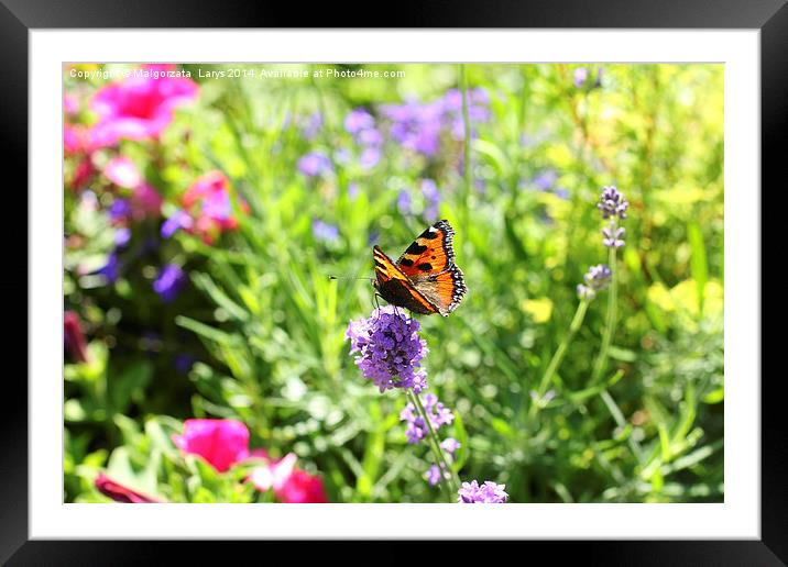 Summer lavender meadow with a butterfly Framed Mounted Print by Malgorzata Larys