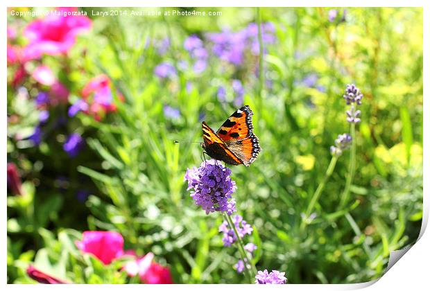 Summer lavender meadow with a butterfly Print by Malgorzata Larys