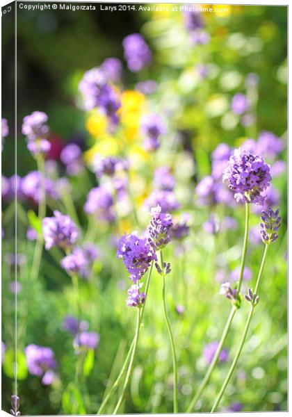 Summer lavender meadow Canvas Print by Malgorzata Larys