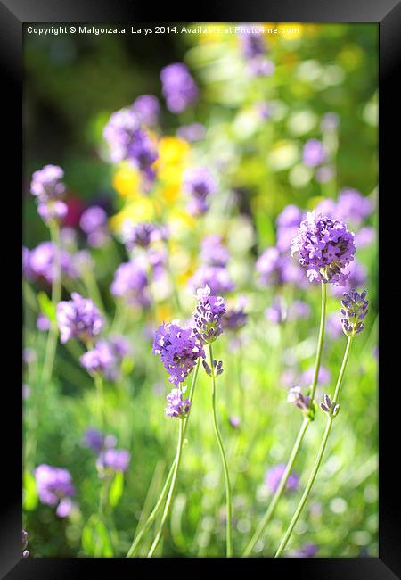 Summer lavender meadow Framed Print by Malgorzata Larys