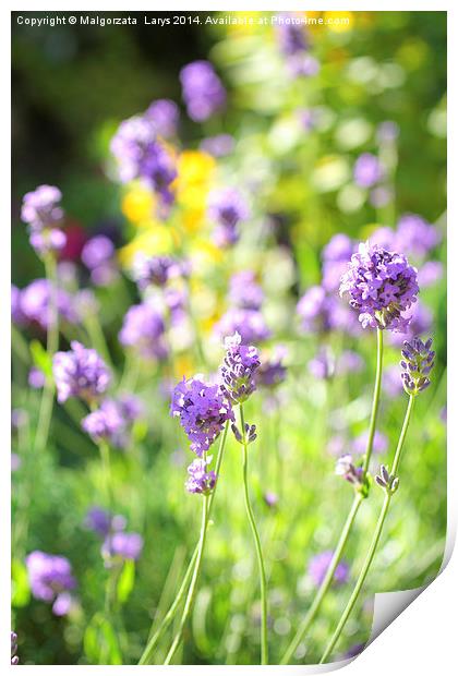 Summer lavender meadow Print by Malgorzata Larys