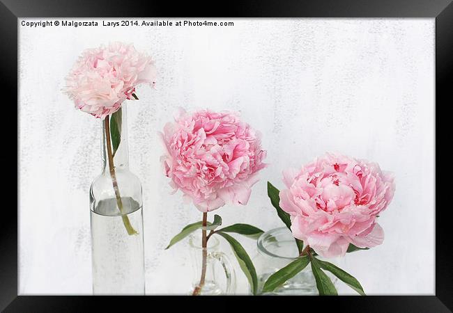 Beautiful soft pink peonies artistic still life on white Framed Print by Malgorzata Larys
