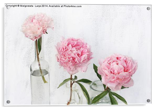 Beautiful soft pink peonies artistic still life on white Acrylic by Malgorzata Larys