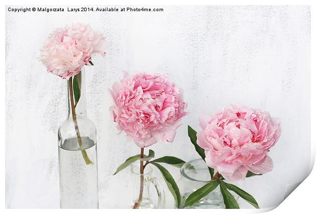 Beautiful soft pink peonies artistic still life on white Print by Malgorzata Larys