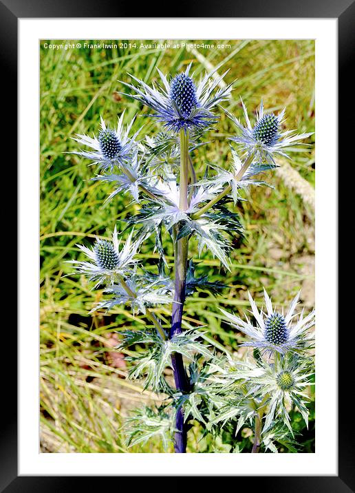 Common Thistle flowering plant Framed Mounted Print by Frank Irwin