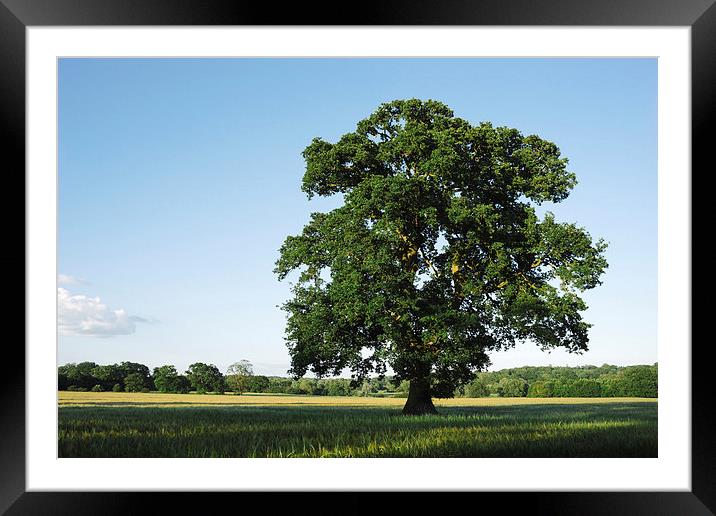 Large Oak tree in a field of Barley. Framed Mounted Print by Liam Grant