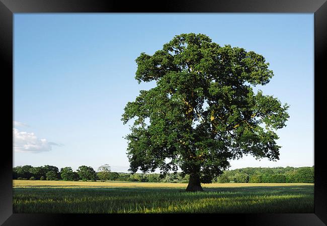 Large Oak tree in a field of Barley. Framed Print by Liam Grant