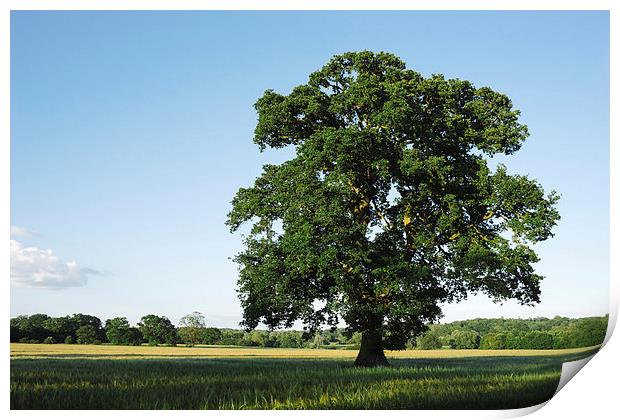 Large Oak tree in a field of Barley. Print by Liam Grant
