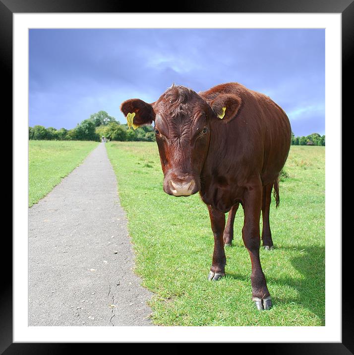 How Now Brown Cow  Framed Mounted Print by paul mcphee