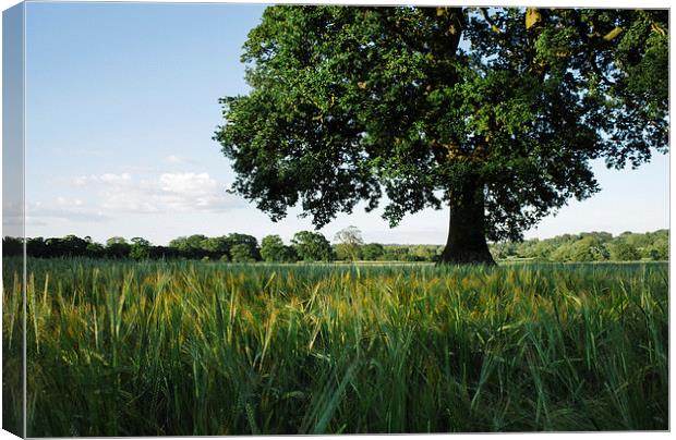 Large Oak tree in a field of Barley. Canvas Print by Liam Grant