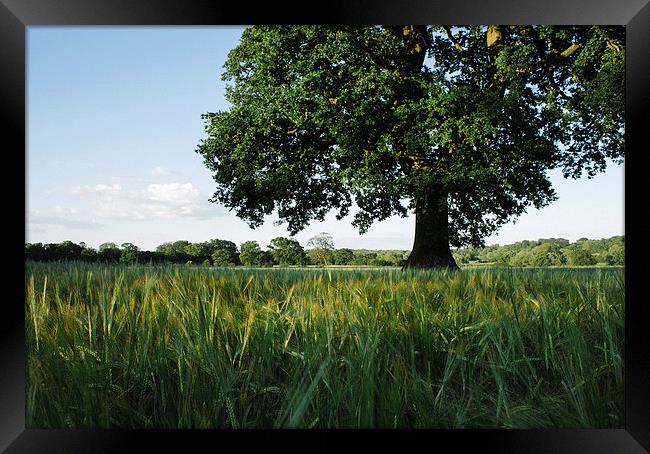 Large Oak tree in a field of Barley. Framed Print by Liam Grant