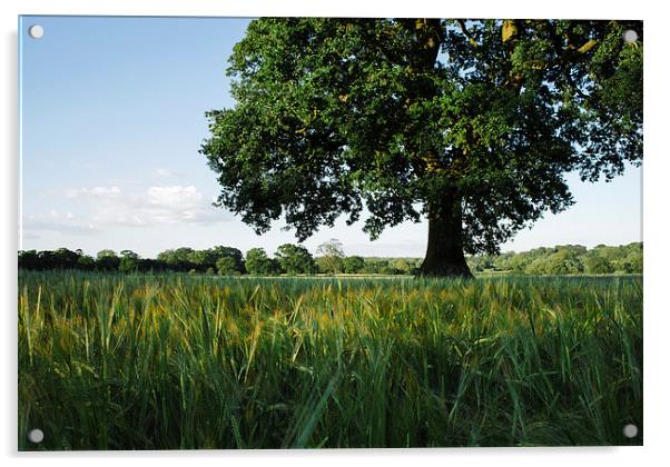 Large Oak tree in a field of Barley. Acrylic by Liam Grant