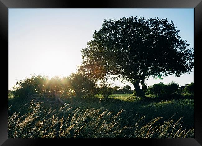 Setting sun behind a remote tree. Framed Print by Liam Grant