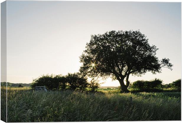 Setting sun behind a remote tree. Canvas Print by Liam Grant