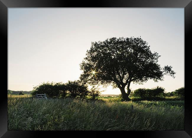 Setting sun behind a remote tree. Framed Print by Liam Grant