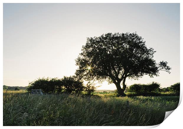 Setting sun behind a remote tree. Print by Liam Grant