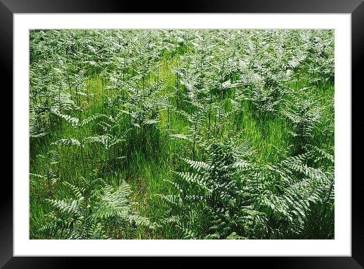 Wild bracken growing in grassland. Framed Mounted Print by Liam Grant