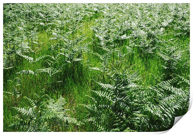 Wild bracken growing in grassland. Print by Liam Grant