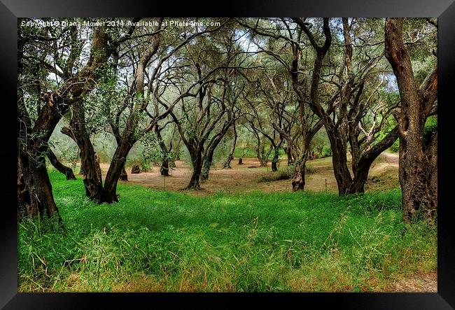 Olive Trees Framed Print by Diana Mower