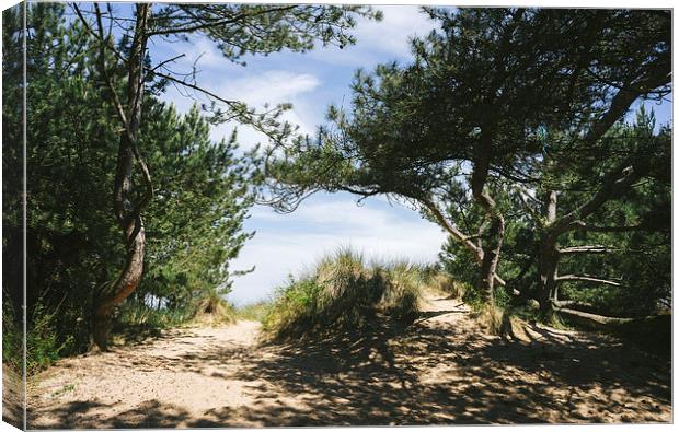 Sunlit woodland beside the beach at Wells-next-the Canvas Print by Liam Grant