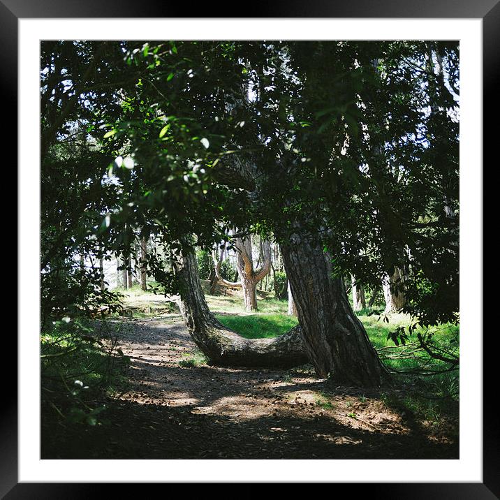 Sunlit woodland beside the beach at Wells-next-the Framed Mounted Print by Liam Grant