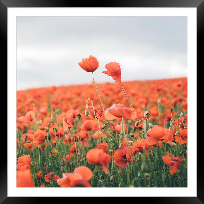 Poppies growing wild. Framed Mounted Print by Liam Grant
