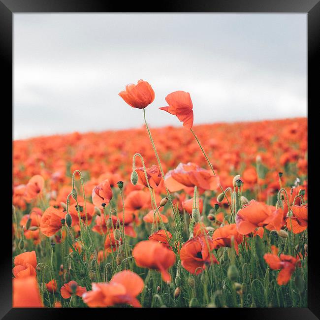 Poppies growing wild. Framed Print by Liam Grant