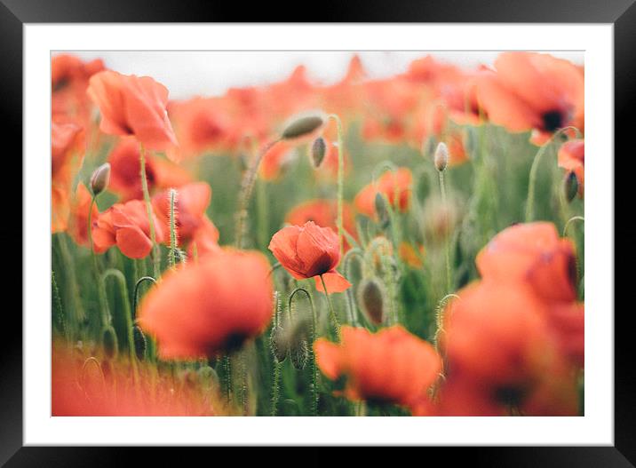 Poppies growing wild. Framed Mounted Print by Liam Grant