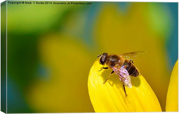 Hoverfly on Sunflower Petal Canvas Print by Mark  F Banks