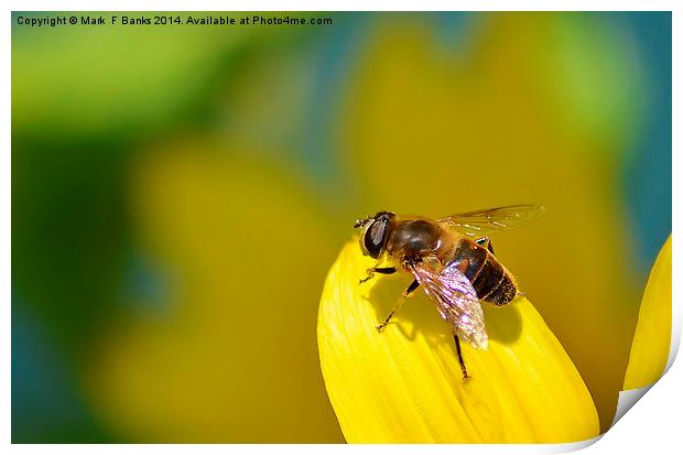 Hoverfly on Sunflower Petal Print by Mark  F Banks
