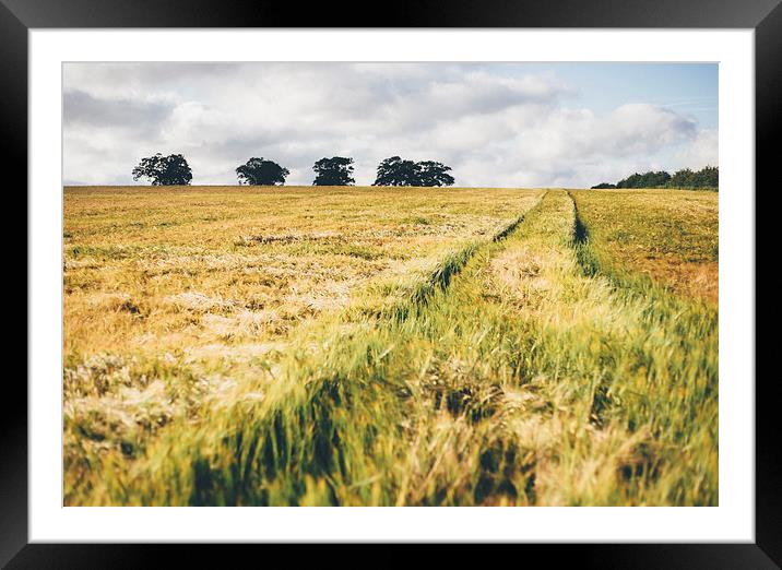 Field of barley in evening light. Framed Mounted Print by Liam Grant