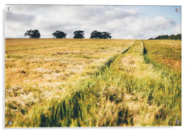 Field of barley in evening light. Acrylic by Liam Grant